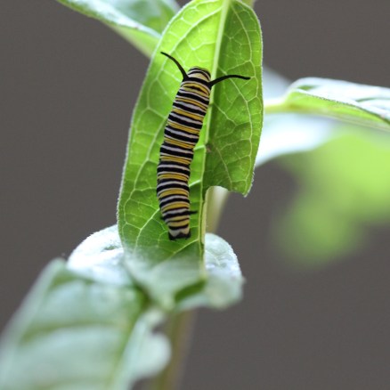 Monarch caterpillar - also in my kitchen