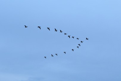 Geese in v formation