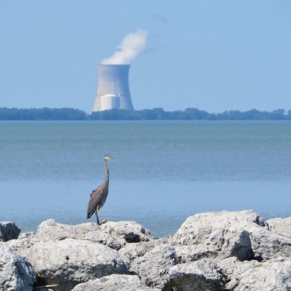 Great Blue Heron and nuclear power plant - smaller file