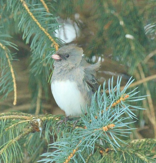 Dark-eyed Junco with wind-blown feathers (768x800)