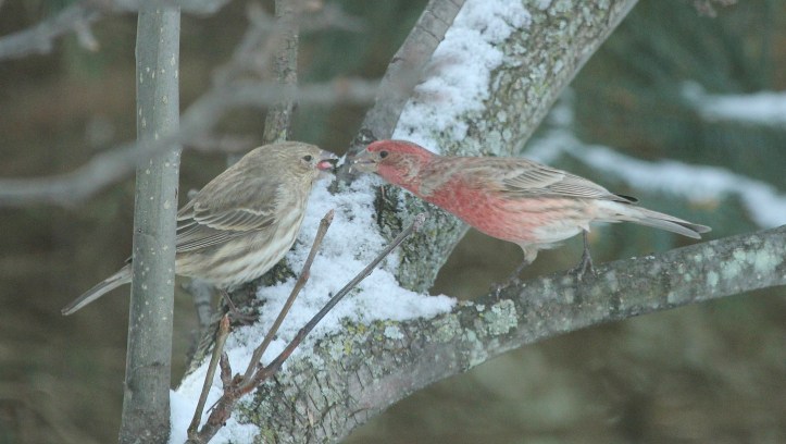 House Finches smooching on Valentine's Day