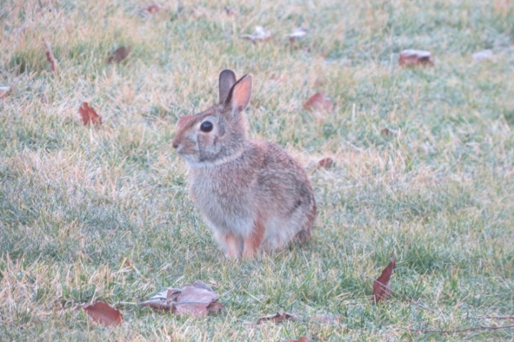 Rabbit in my yard this morning Feb 23 2016 (800x533)