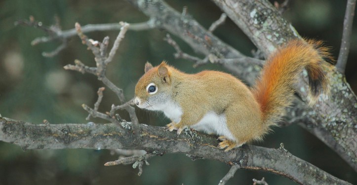 Red squirrel in crab apple tree.JPG
