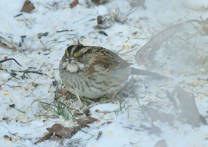 White-throated Sparrow - partly blurred by window (800x566)
