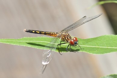 Blue Dasher female (800x534)