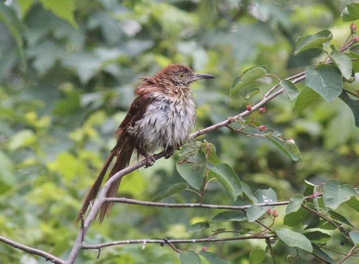 Brown Thrasher after bathing at BSBO pond (800x589)