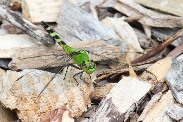 Eastern Pondhawk female at BSBO (800x534)