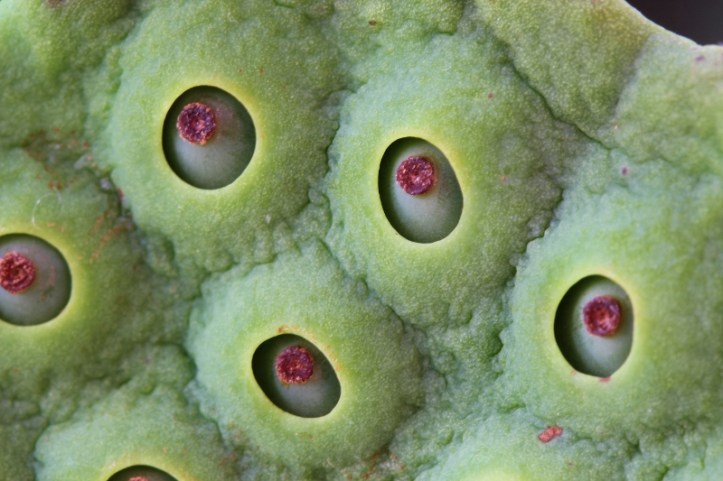 Lotus flower seed pod (2) (800x533)