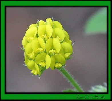 Yellow flower macro - one-tenth of an inch across