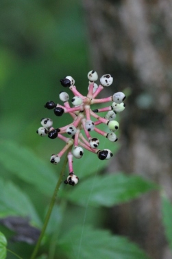 White Baneberry - native to Eastern N.A. - poisonous
