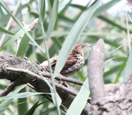 Brown Thrasher (800x701)