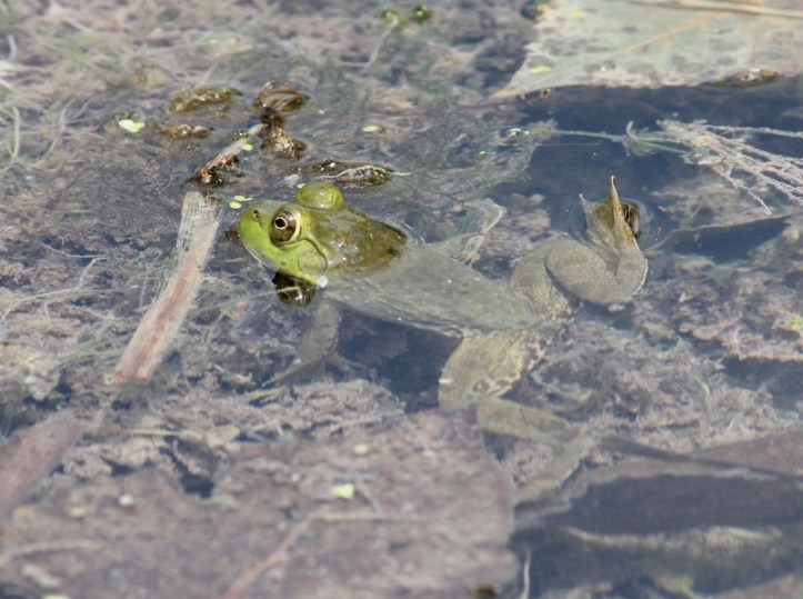 Bullfrog in water (2) (800x597)