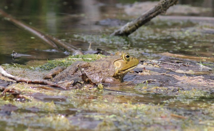 Bullfrog in water v2