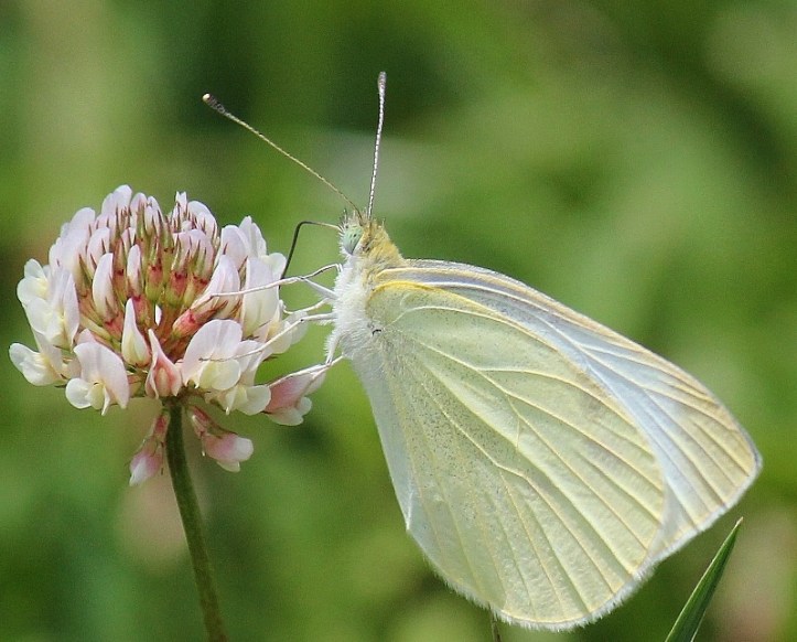 Cabbage White butterfly on clover flower at Blue Heron Reserve (2) (800x644)