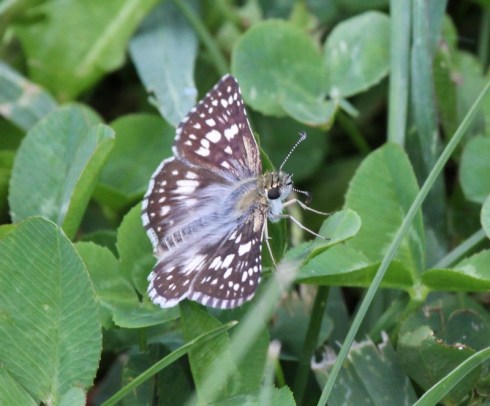 Common Checkered Skipper best shot (800x663)