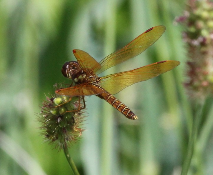 Eastern Amberwing - close crop