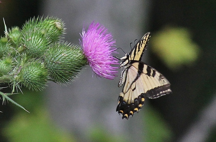 Eastern Tiger Swallowtail butterfly (42)