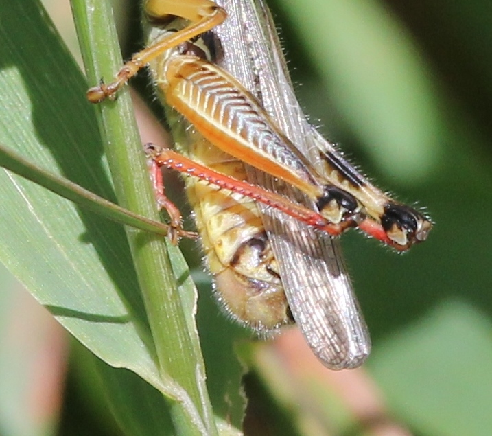 Grasshopper showing back leg specialized joints (717x635)
