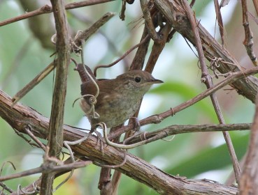 House Wren