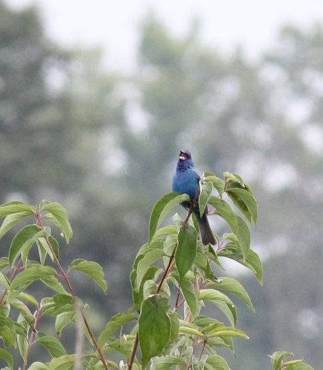 Indigo Bunting male singing (6)