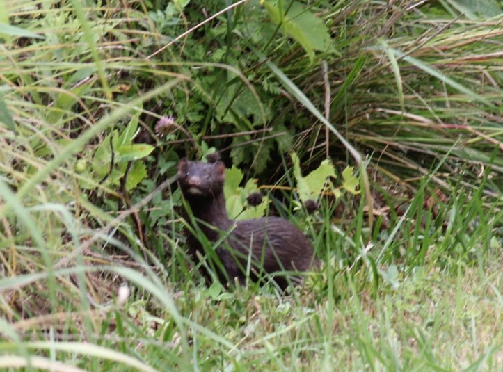Mink at Blue Heron Reserve (2) (800x592)