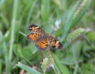 Pearl Crescent butterfly -Phycoides tharos v2
