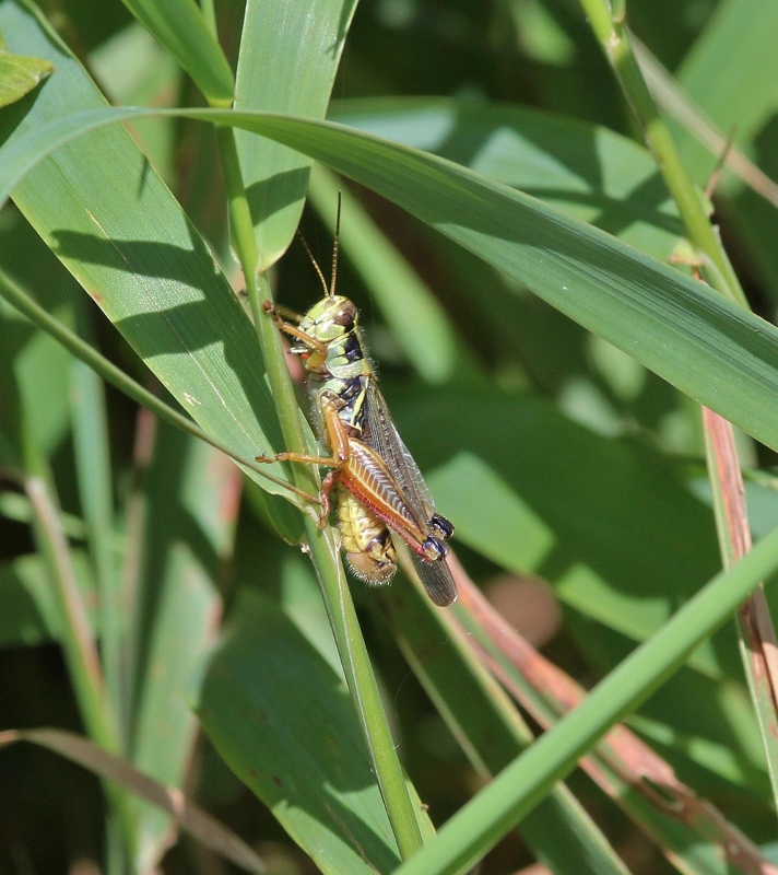 Red-legged Grasshopper - I think (712x800)