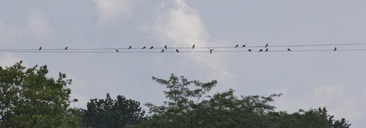 Swallows staging for migration (800x281)