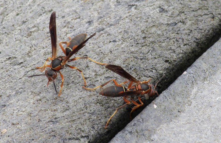 Wasps to ID (800x516)
