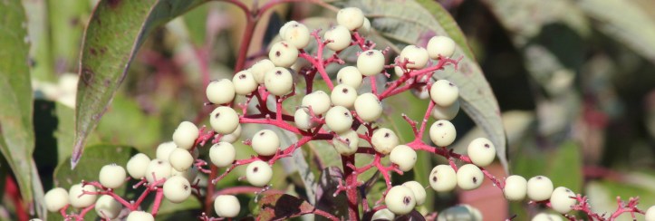 Either Gray Dogwood or Red Osier Dogwood