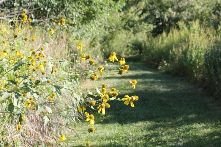 Path at Creek Bend Farm with coneflowers (800x533)