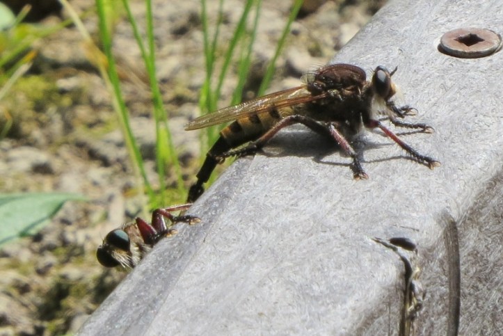 Red-footed Cannibal Fly - 2 of them (800x535)