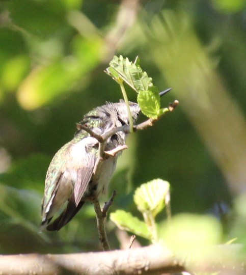 Ruby-throated hummingbird preening with foot