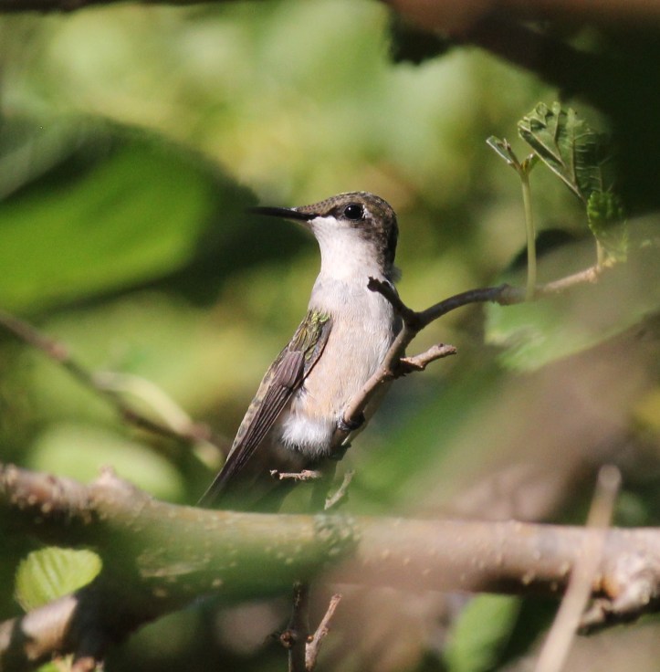 Ruby-throated Hummingbird v2
