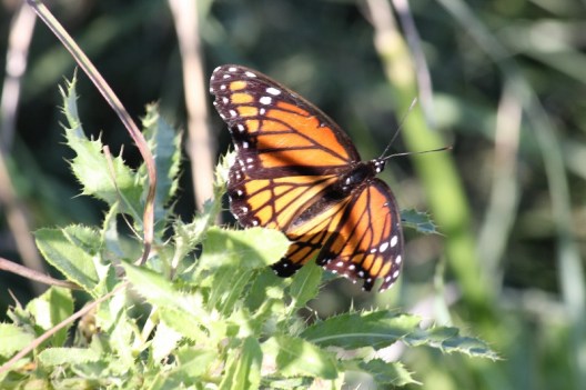 Viceroy Butterfly (800x533)