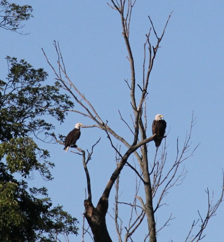 bald-eagles-in-tree-739x800