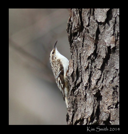 brown-creeper-at-stony-creek-w-sig-4-17-14