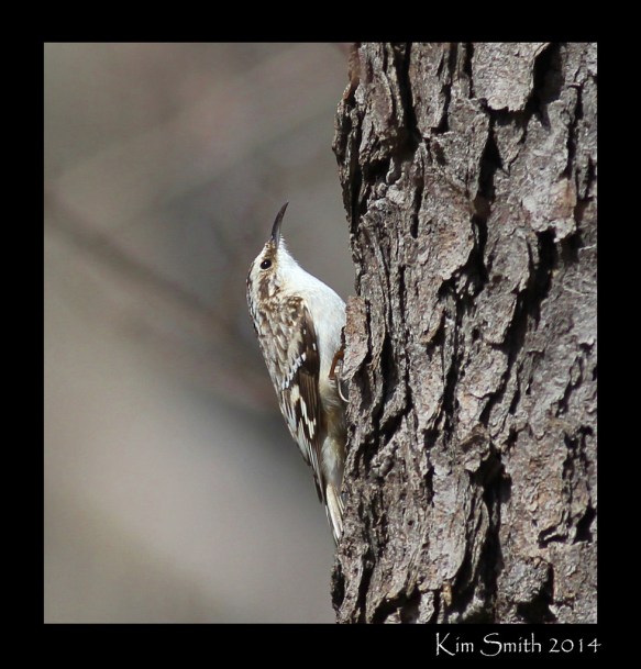 brown-creeper-at-stony-creek-w-sig-4-17-14