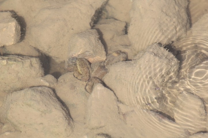 frog-hiding-in-rocks-and-mud-under-water-800x533