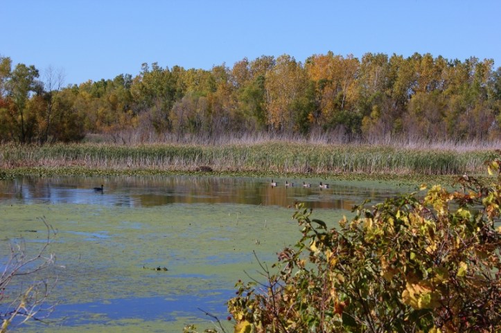 marsh-view-at-sheldon-marsh-resized