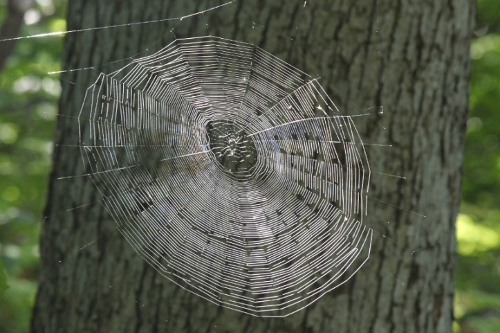 spiderweb-big-one-in-sunlight-1-800x533