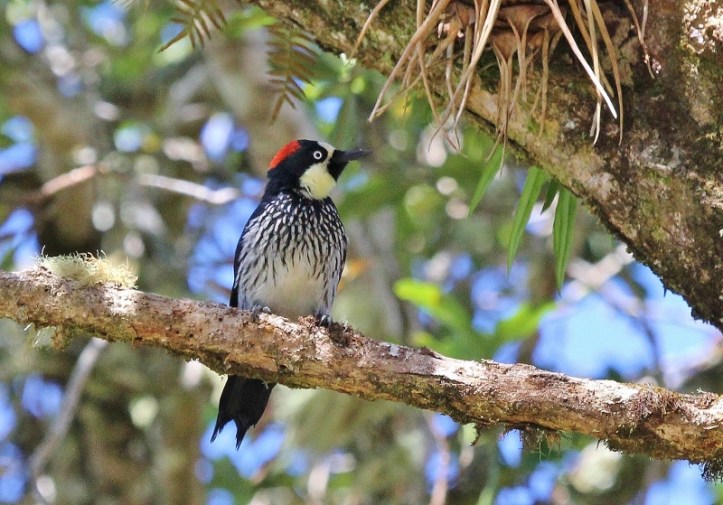 acorn-woodpecker-800x559