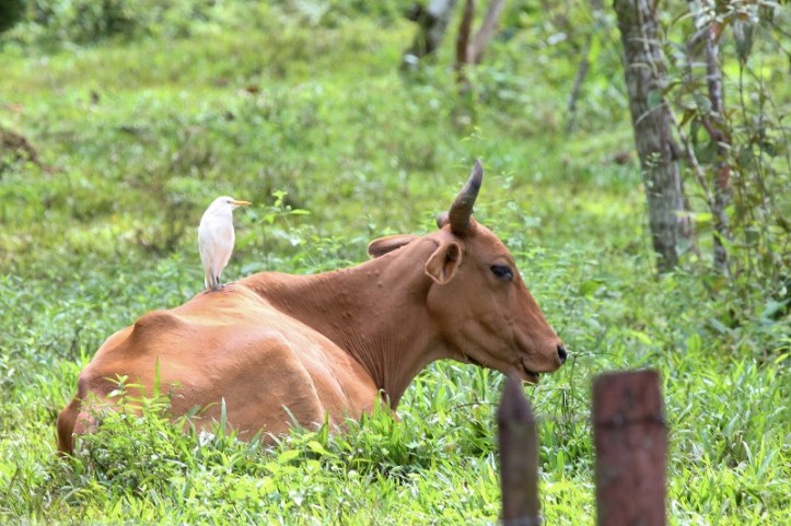 cow-and-cattle-egret-800x533