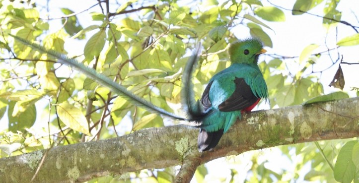 resplendent-quetzal-800x409