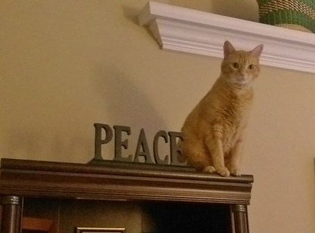 peace-cat-1024x760