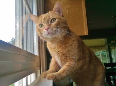 sam-at-open-window-march-13-2016-800x594