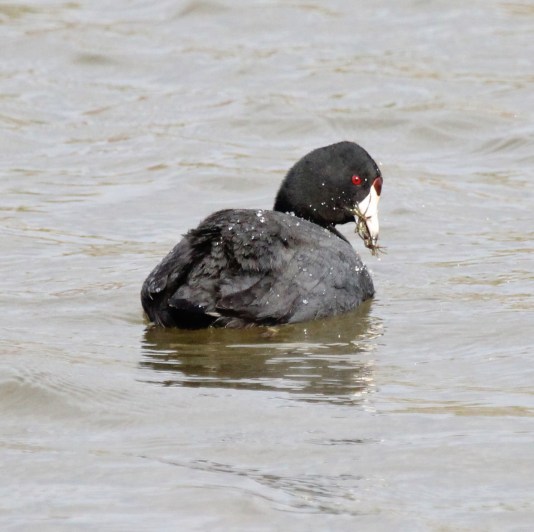 American Coot eating