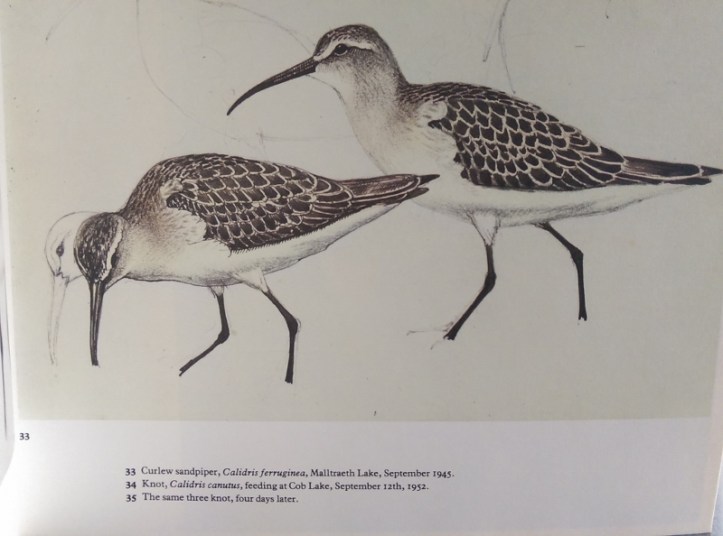 Blog - Sketchbook of Birds - illustration of Curlew Sandpiper (800x594)
