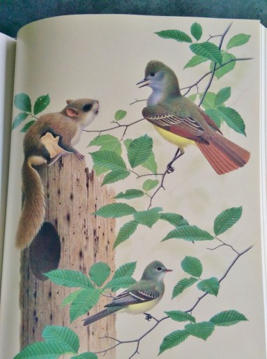 Blog - The Birds of Ohio - sample illustration (594x800)