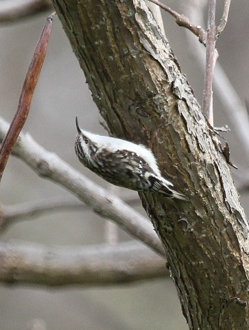 Brown Creeper